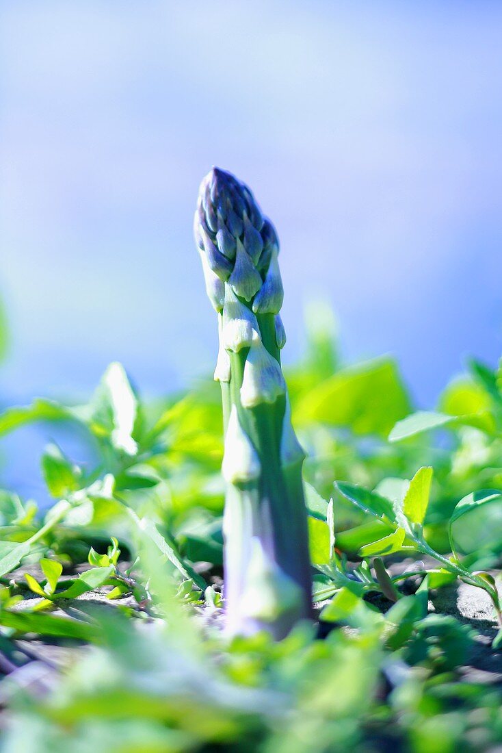 Green asparagus stalk