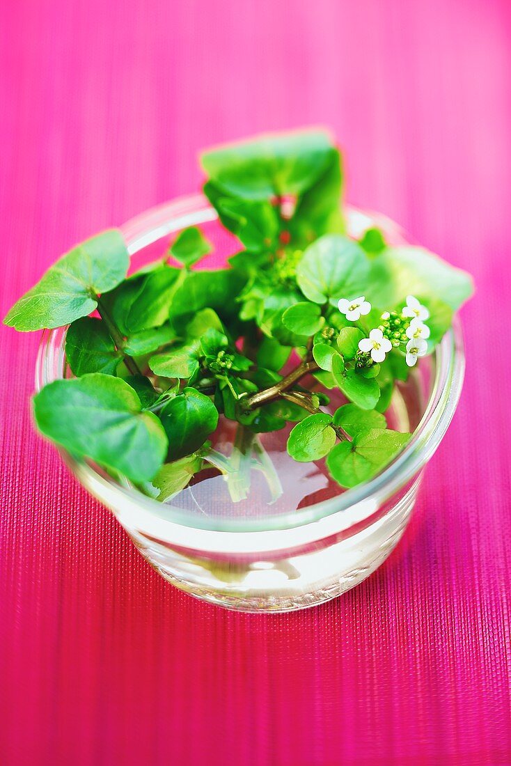 Watercress in a water dish on a pink surface