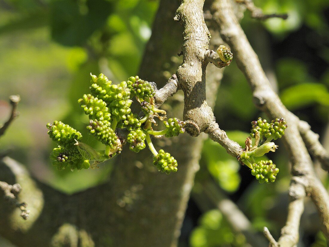 Unripe mulberries on a branc