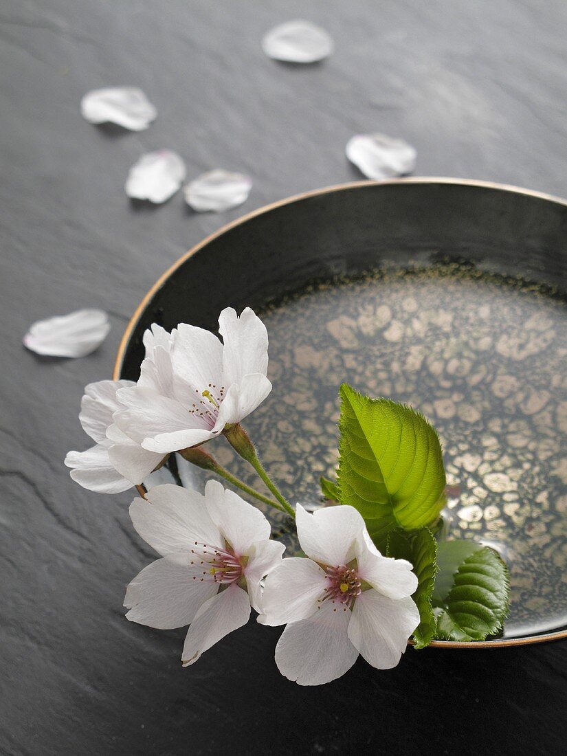 Cherry blossoms in a water bowl and scattered cherry blossom leaves