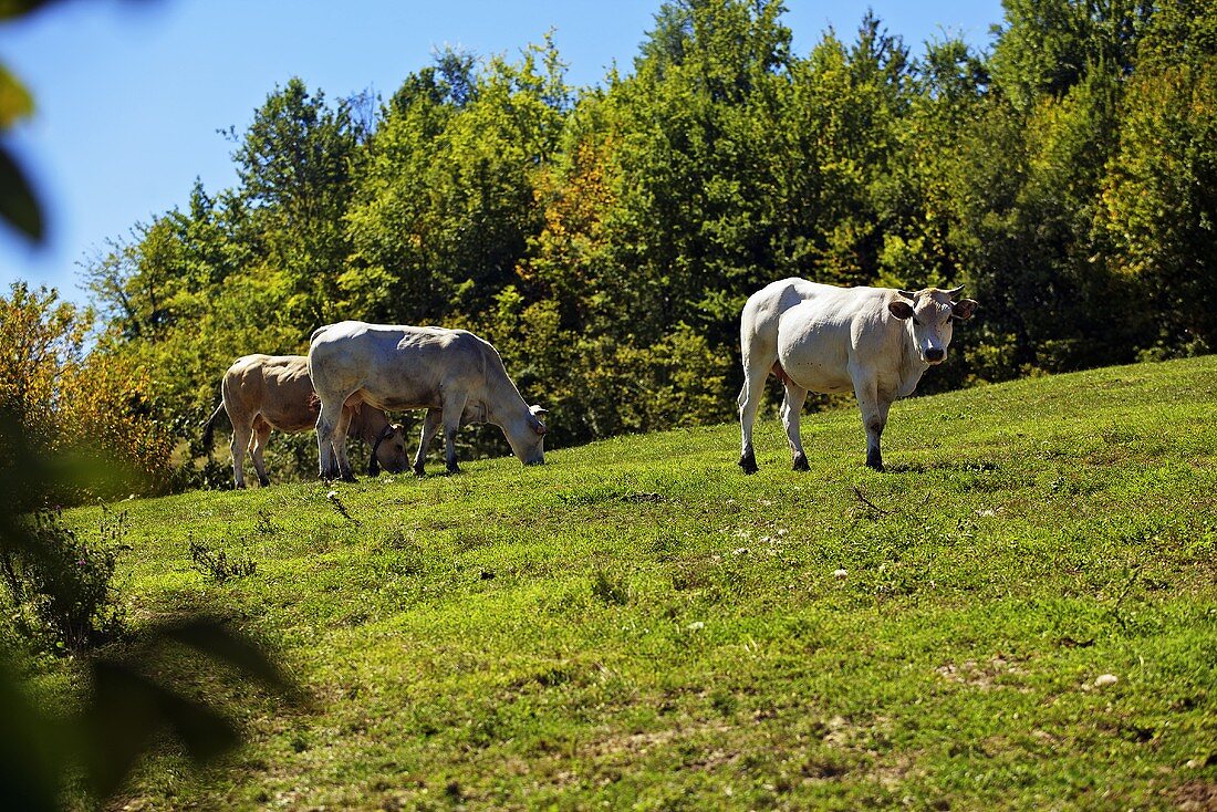 Piedmontese cattle in the pasture