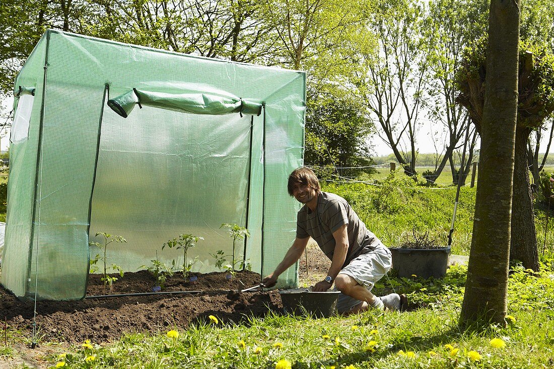 Man in front of a tomato greenhouse