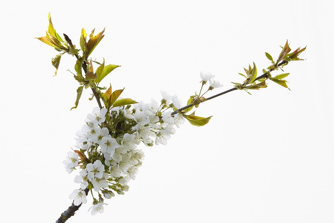 Zweig mit Kirschblüten