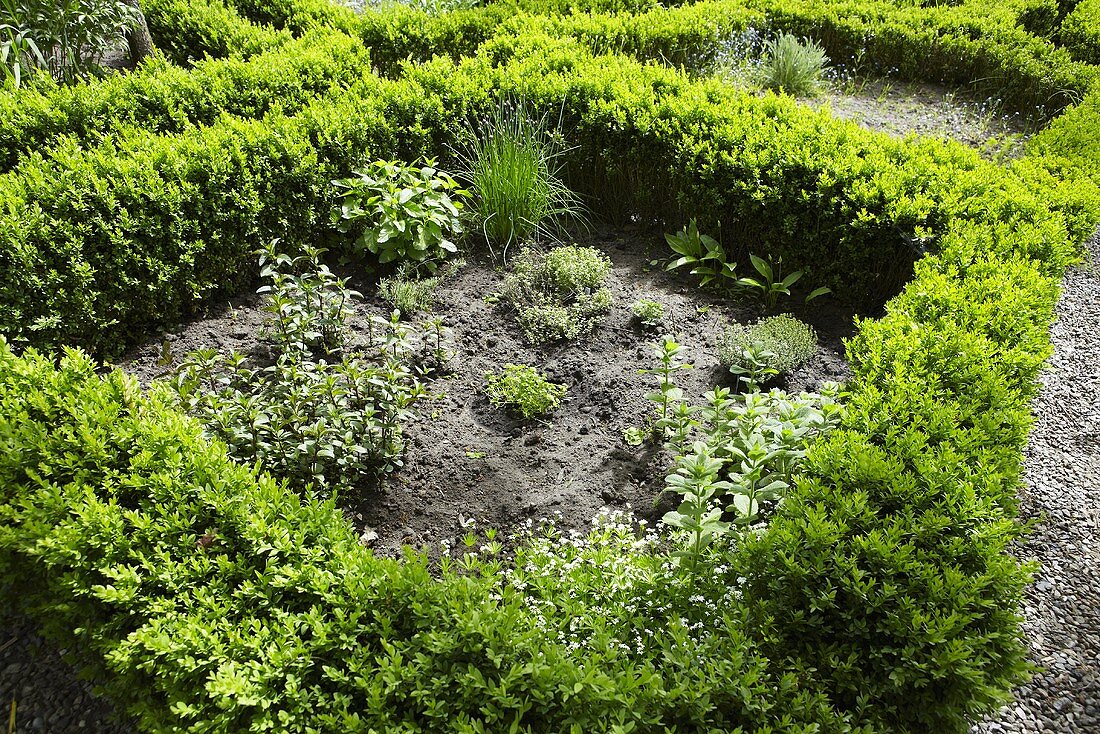 Herb garden with box-tree hedge