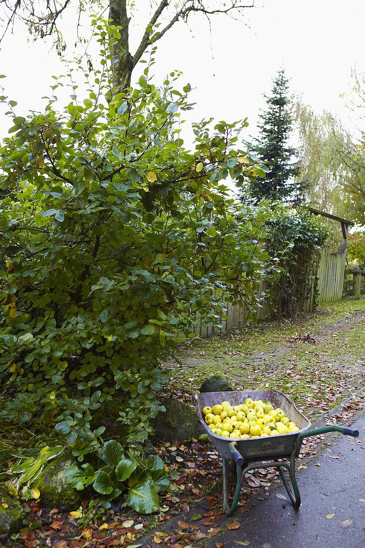 Schubkarre mit frisch geernteten Quitten