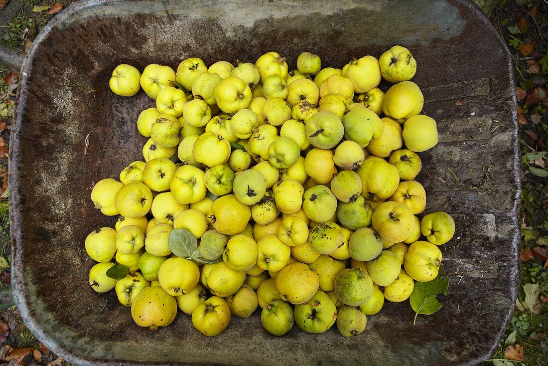Wheel barrow with freshly picked quinces viewed from above