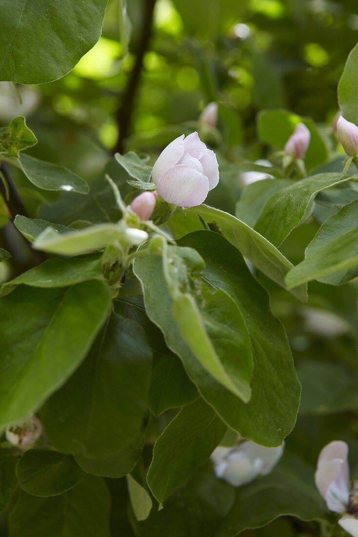 Quittenblüten am Zweig