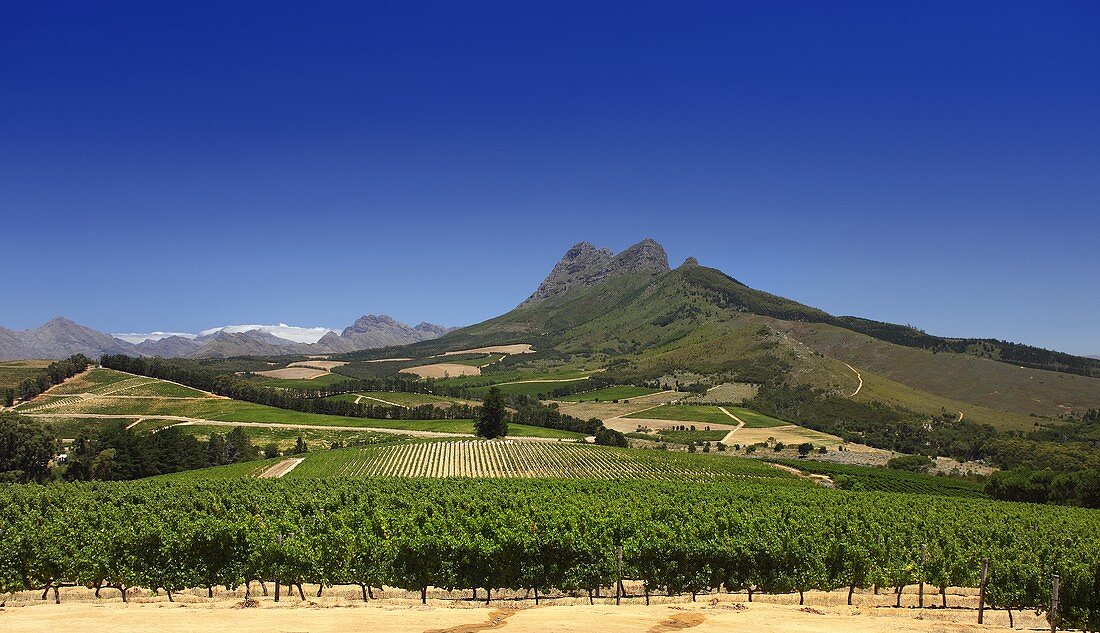 Weinberg mit Sauvignon Blanc Trauben (Warwick Estate, Simonsberg Mountain, Stellenbosch, SA)