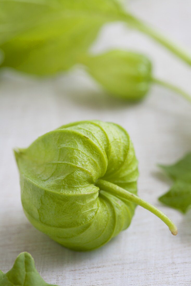 Green physalis flowers (close-up)