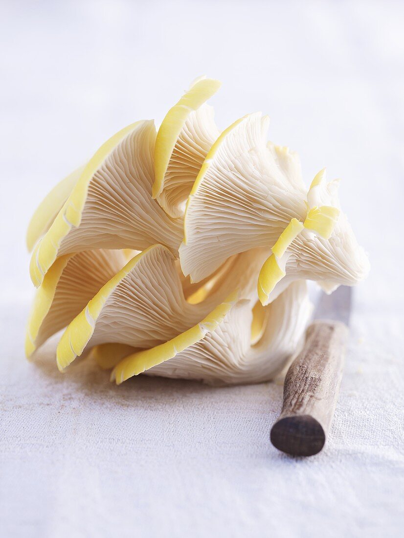 Lemon oyster mushrooms