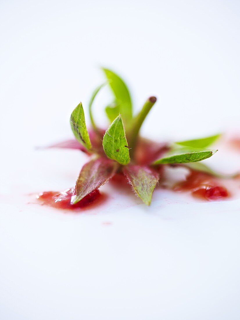 The stem and the leaves of a strawberry