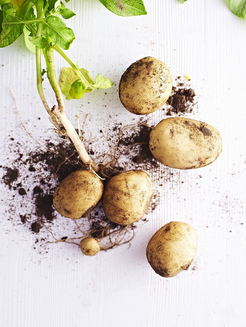 Neue Kartoffeln mit Blättern und Erde