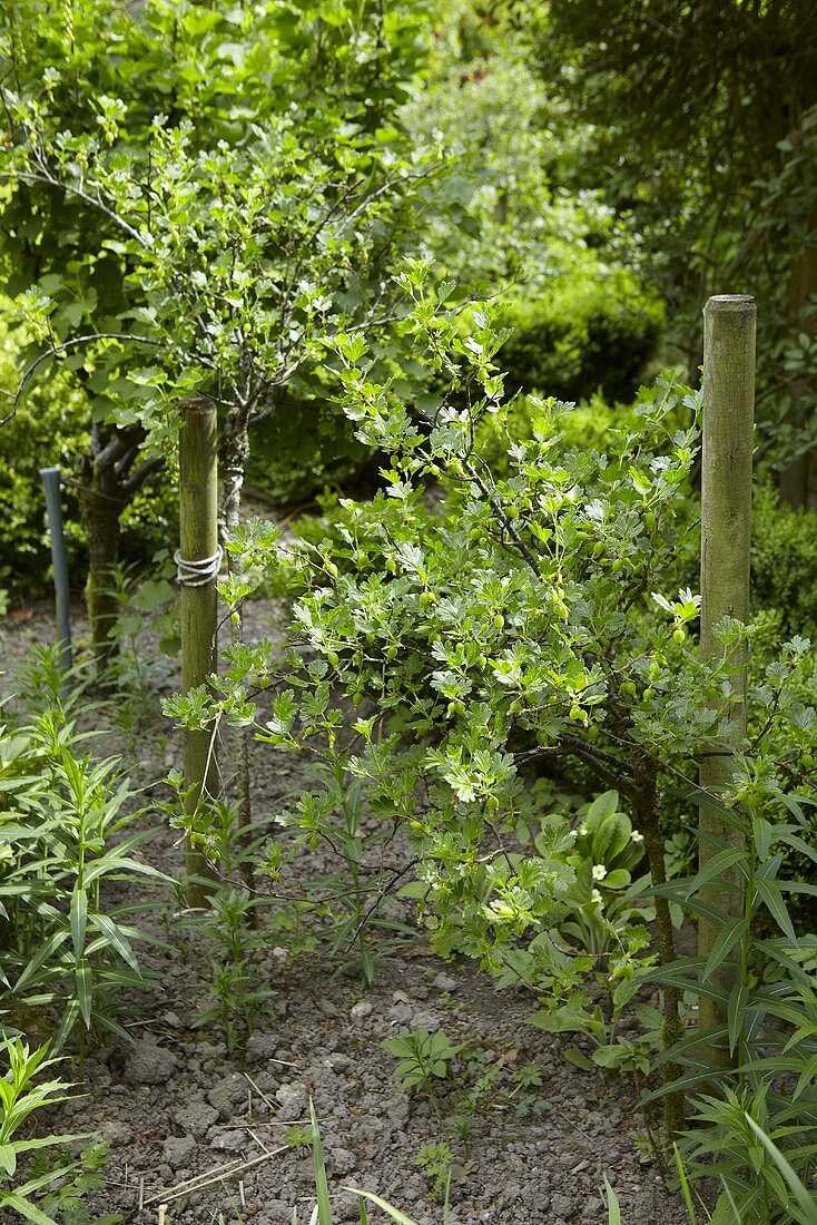 Gooseberry bushes in a garden