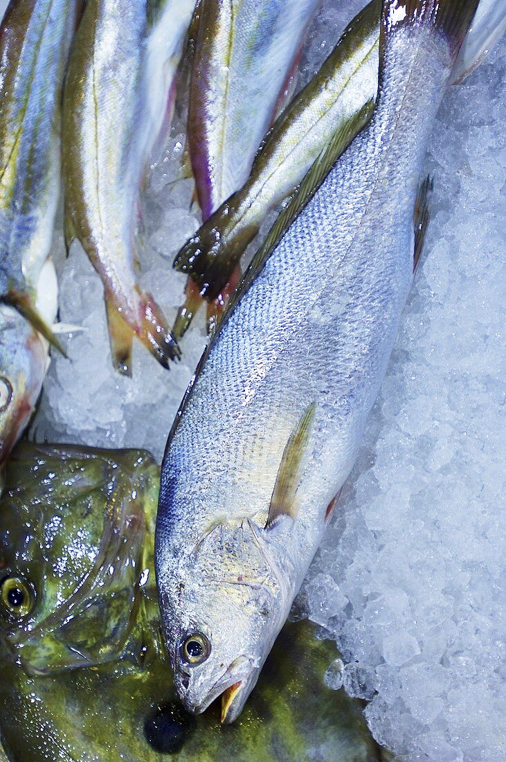 Verschiedene Fische auf Eis