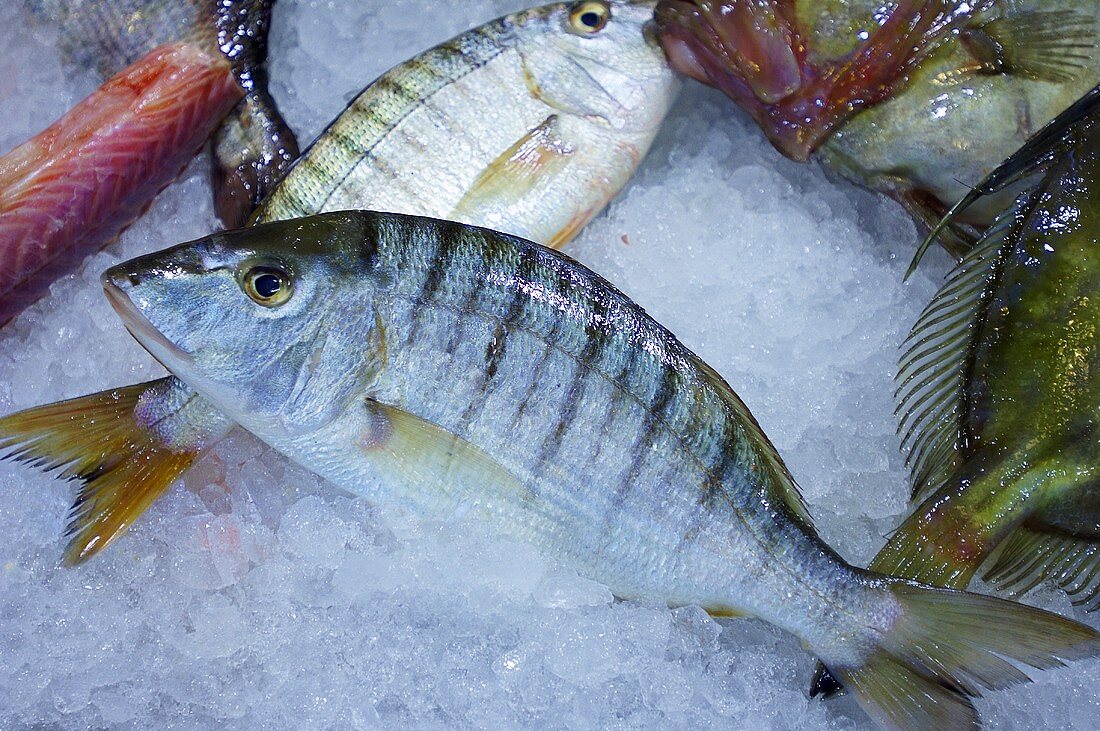 Various types of fish on ice