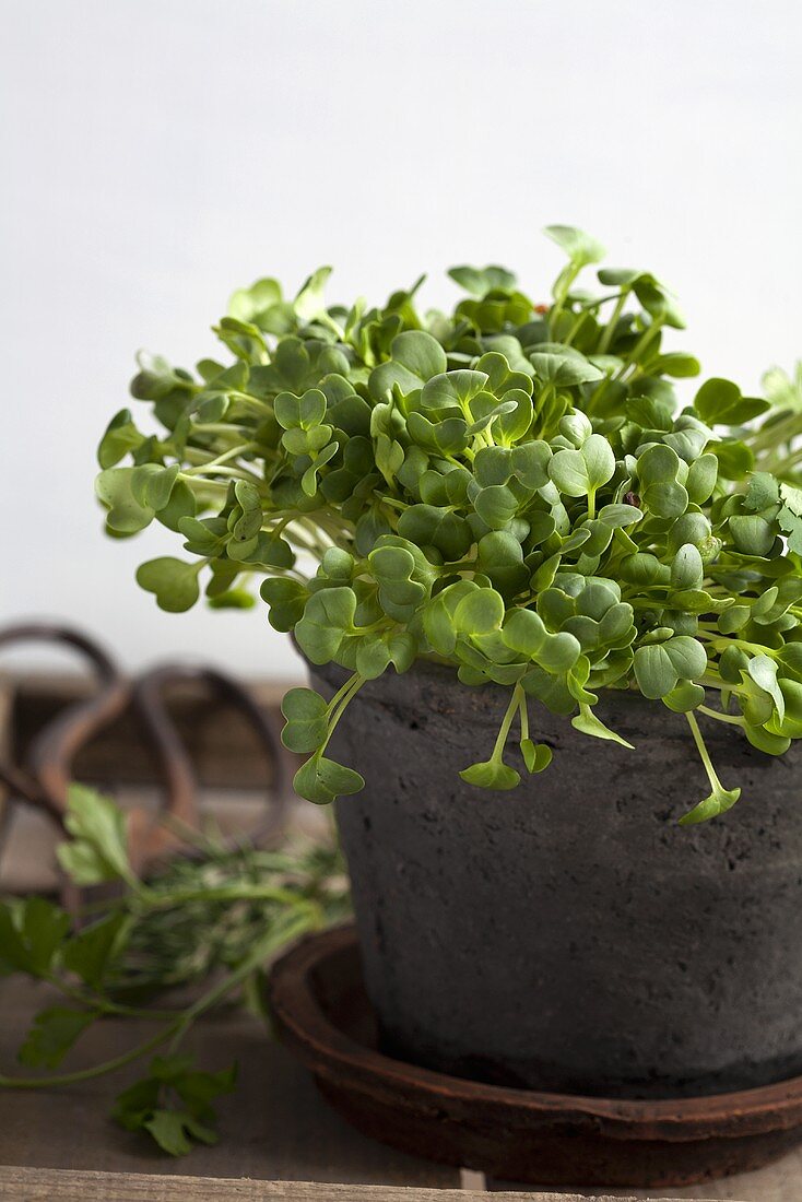 A pot of cress