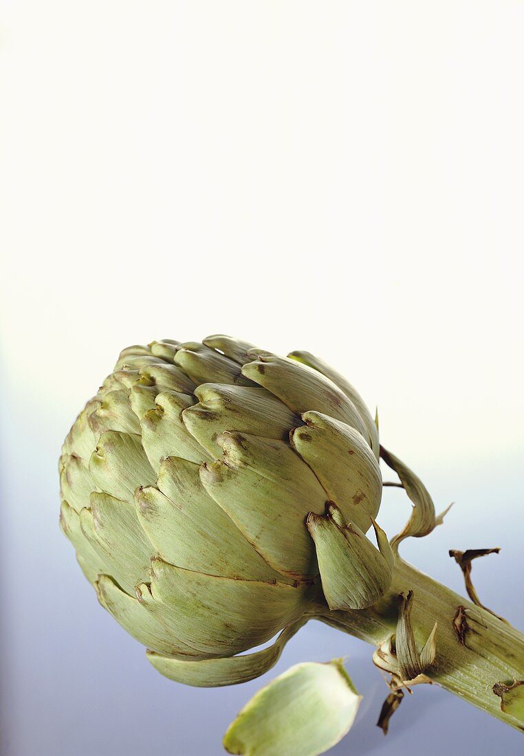 Artichoke