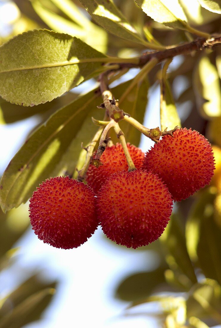 Madrono (Früchte des Erdbeerbaums, Spanien)