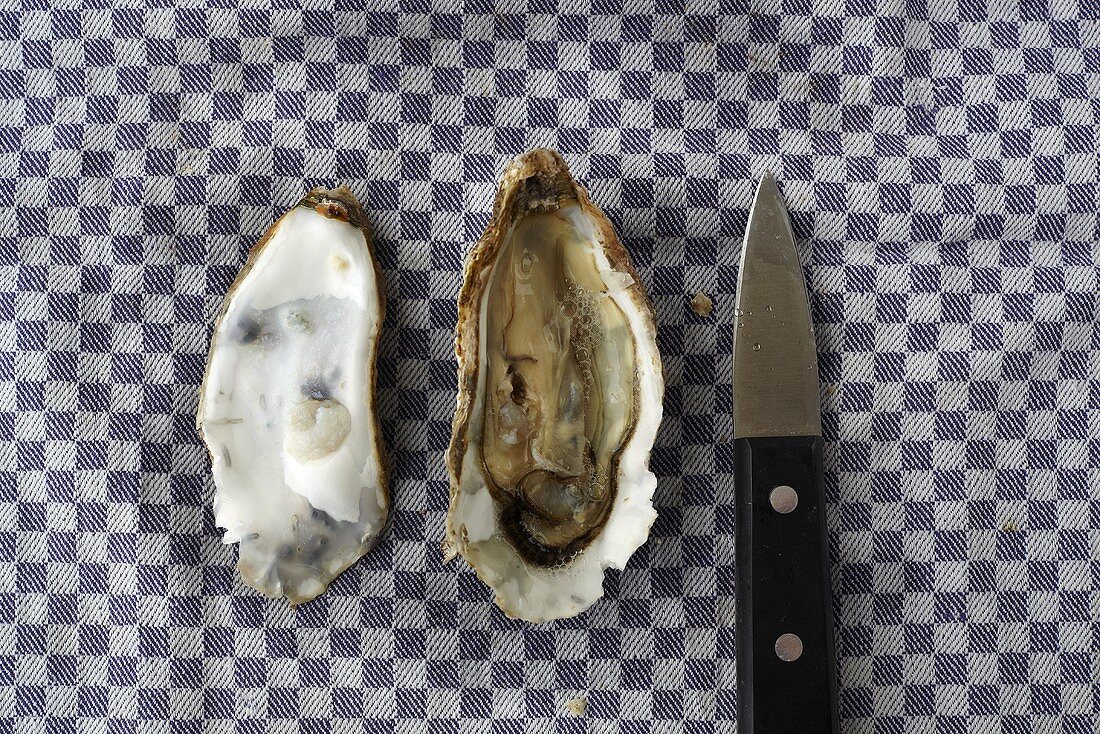 Geöffnete Auster mit Austernmesser