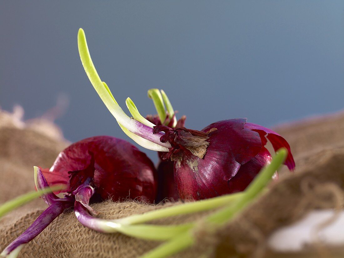 Red onions on a jute sack