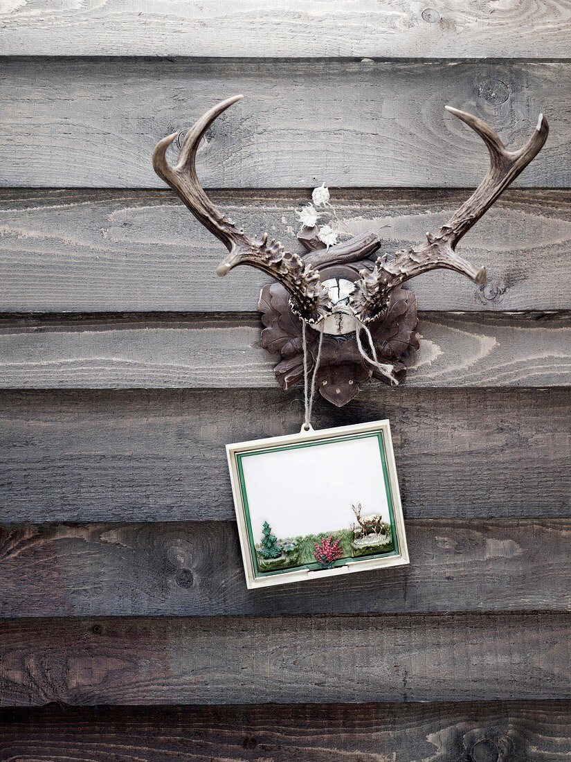 Antlers with a post card hanging on a wooden wall