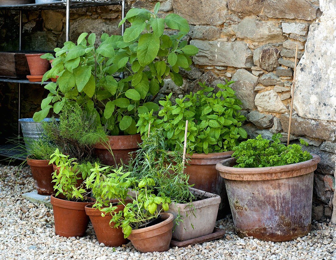 Küchenkräuter in Töpfen im Garten