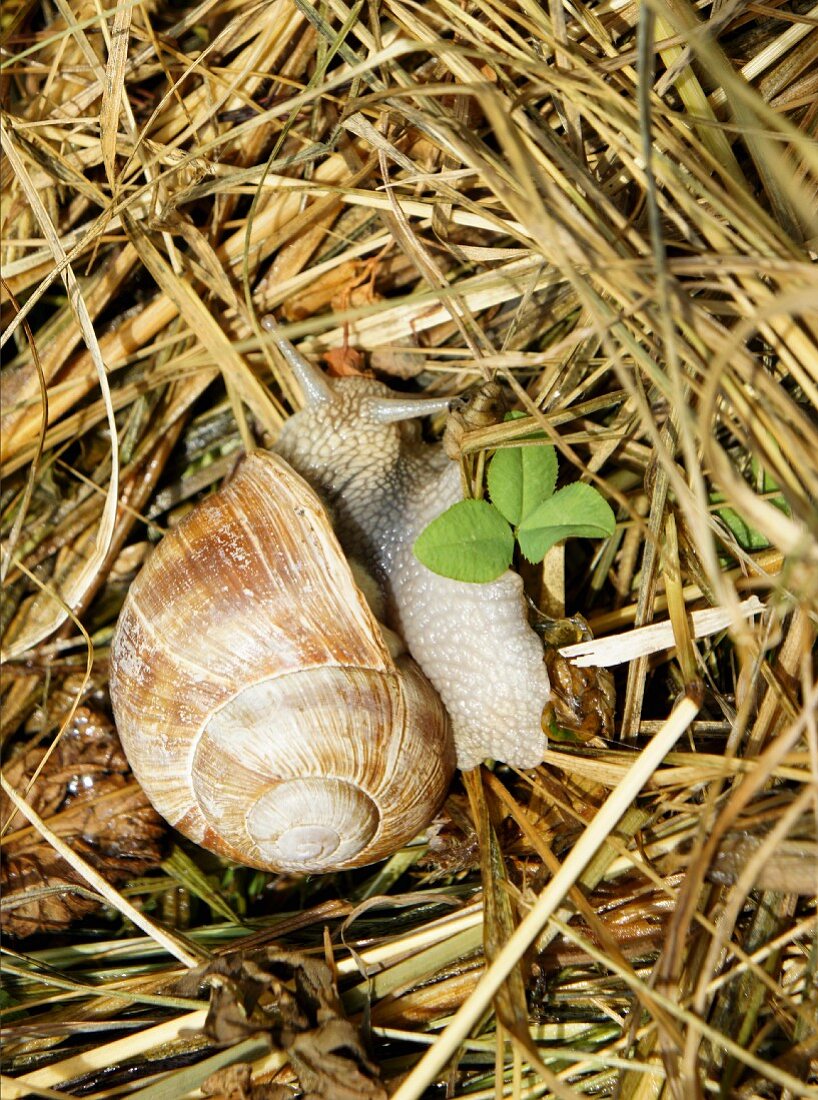 A vineyard snail in straw