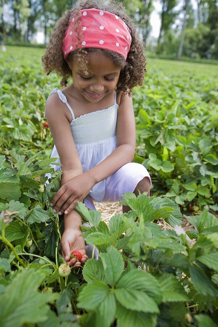A girl picking strawberries in a strawberry field