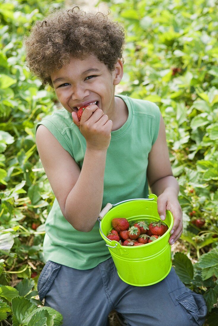 A little boy eating strawberries in a strawberry field