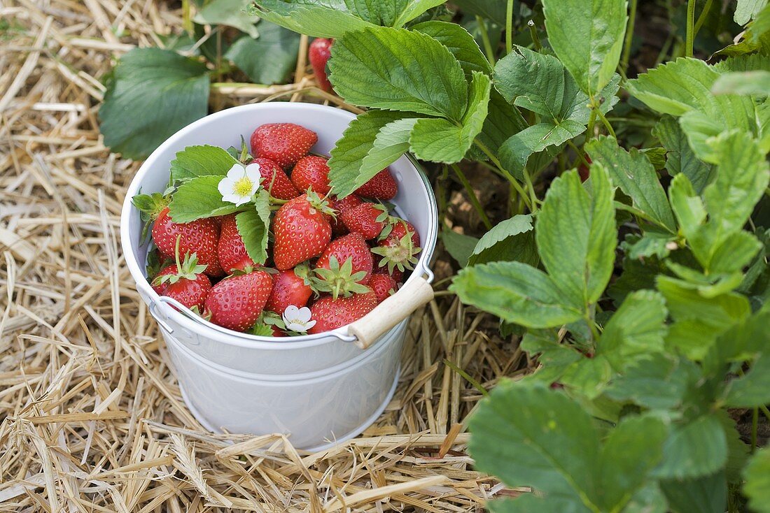 A bucket of freshly picked strawberries in a strawberry field