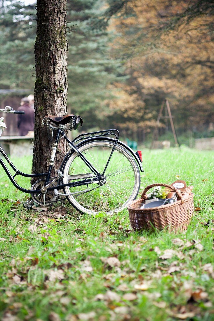 A bicycle leaning against a tree with a picnic basket in front of it on a field in qutumn