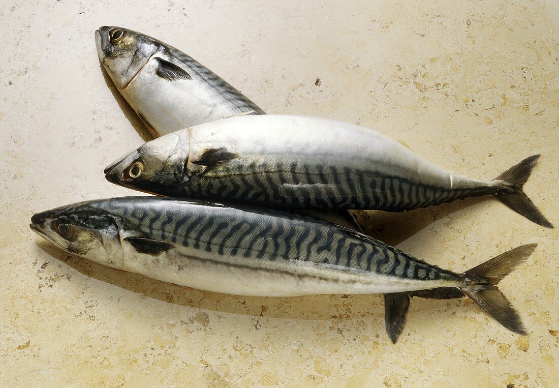 Mackerel