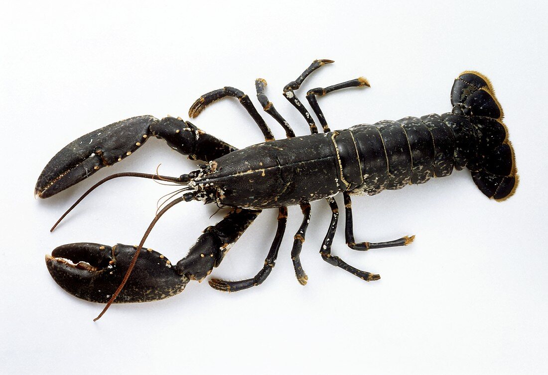 Female Lobster