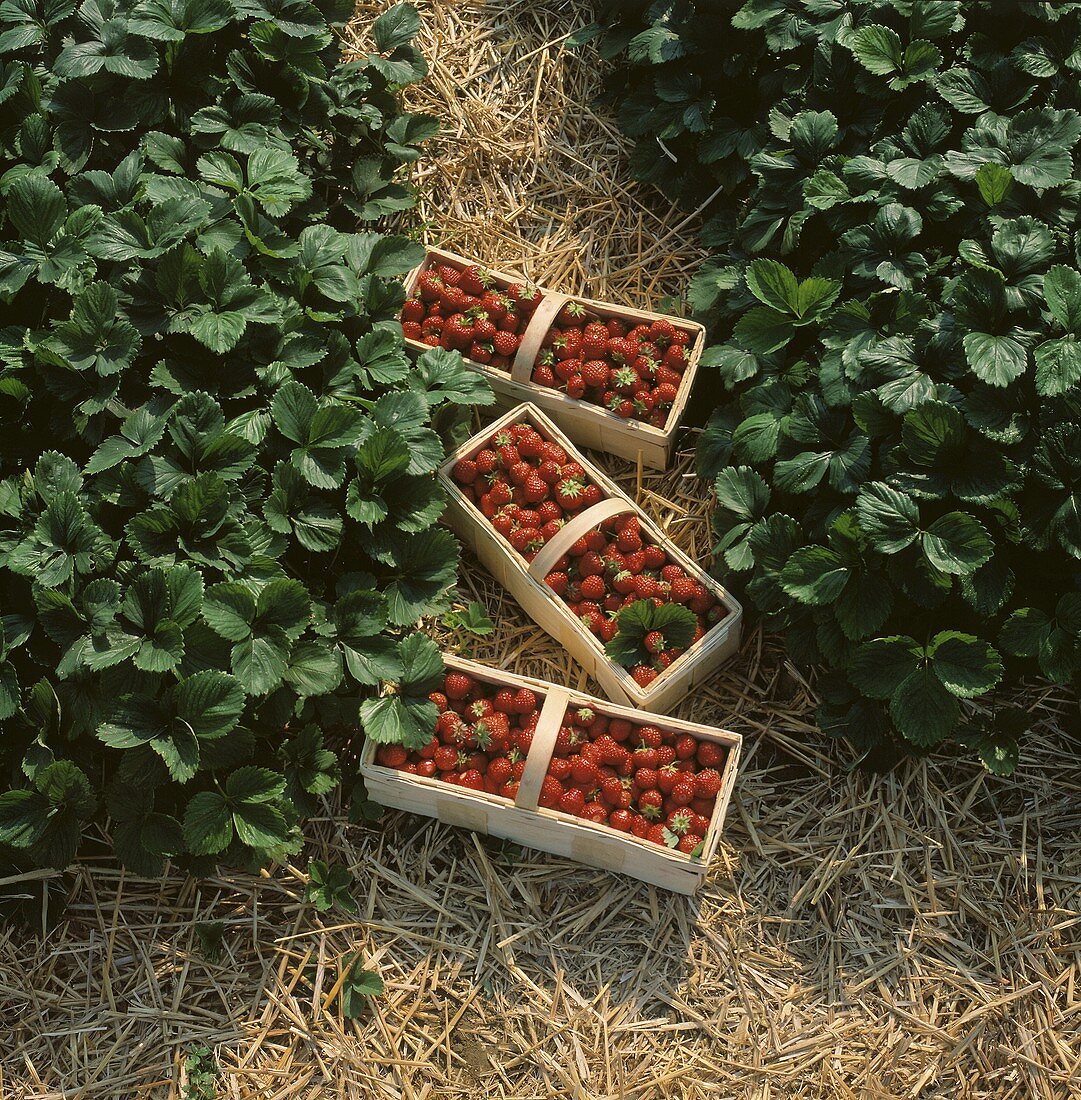 Three Baskets with Fresh Strawberries; Field