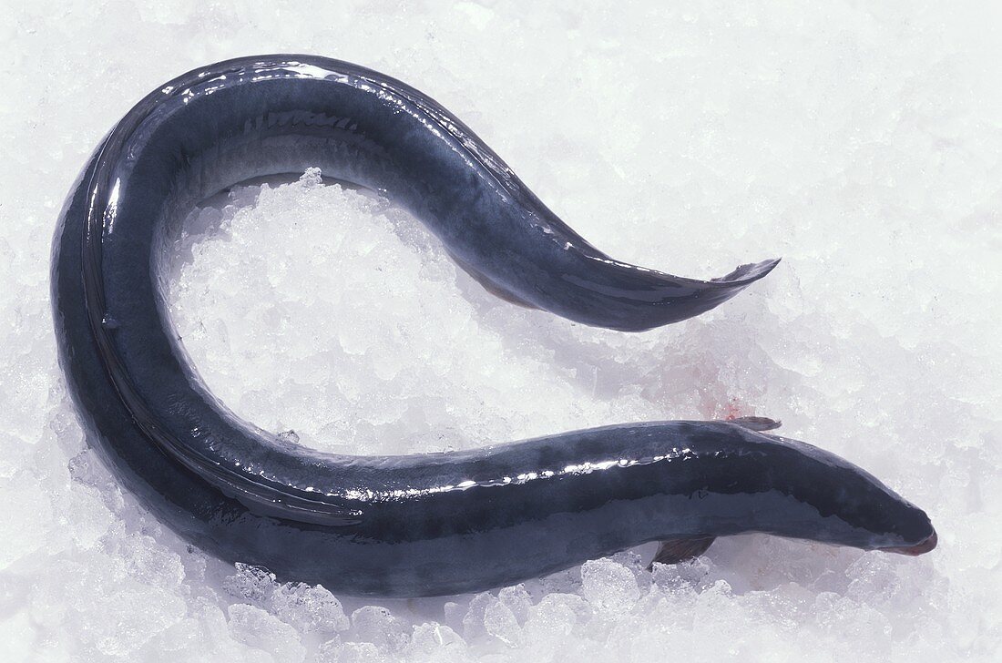 Eel