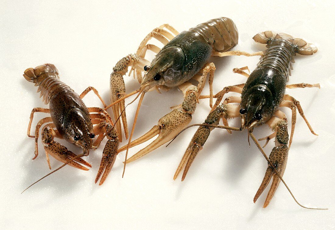 Fresh living Freshwater Crayfish