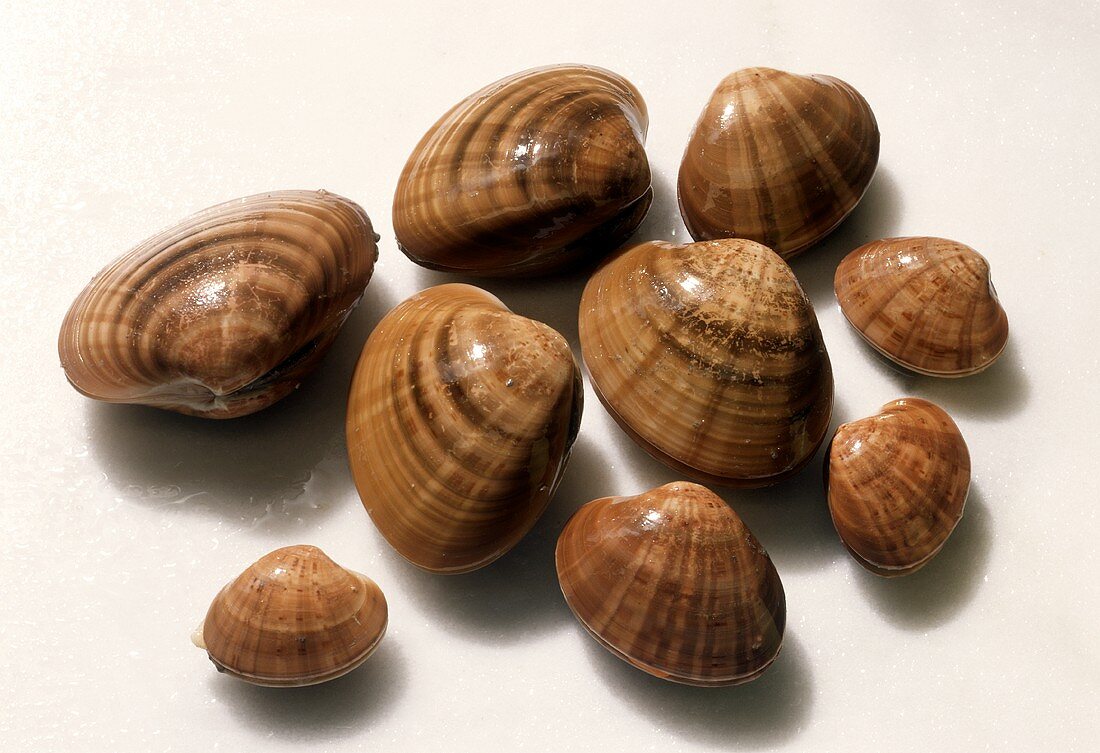 Smooth or Brown Clam