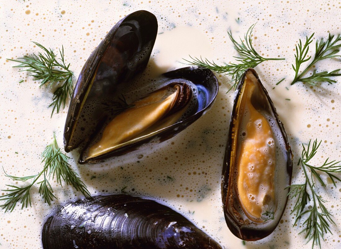 Blue Mussels in Creme Fraiche