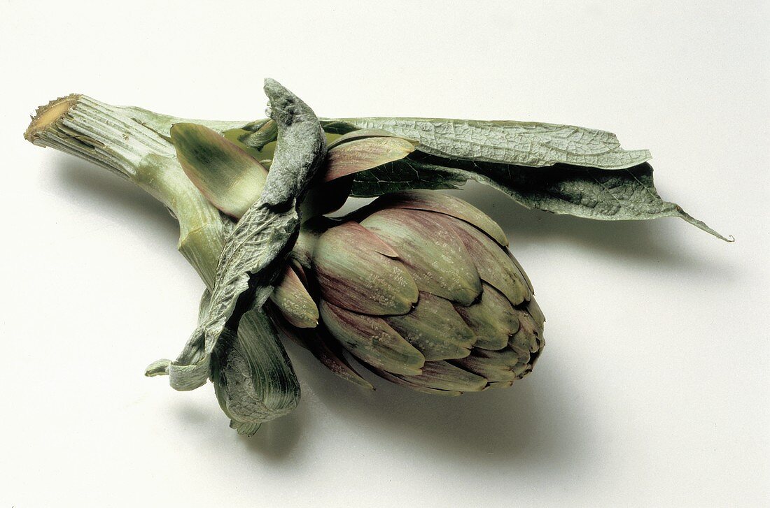 A Fresh Whole Artichoke on the Stem