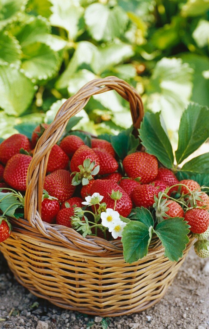 Ein Korb mit Erdbeeren