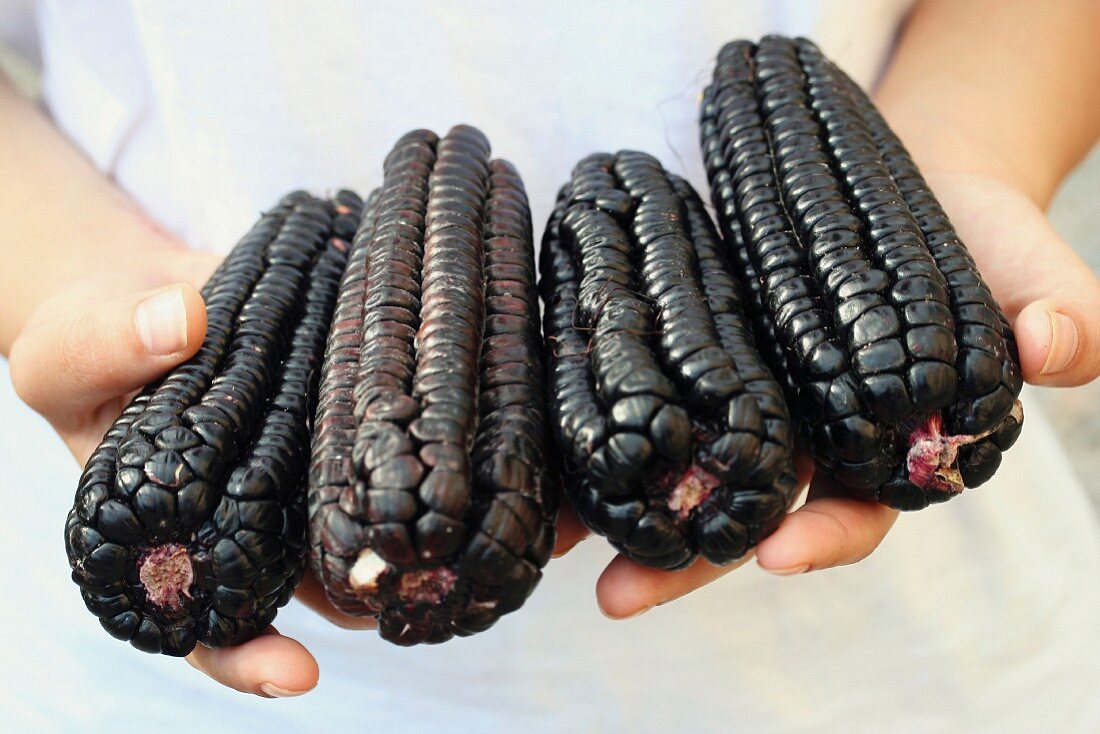 Maiskolben mit schwarzen Maiskörnern
