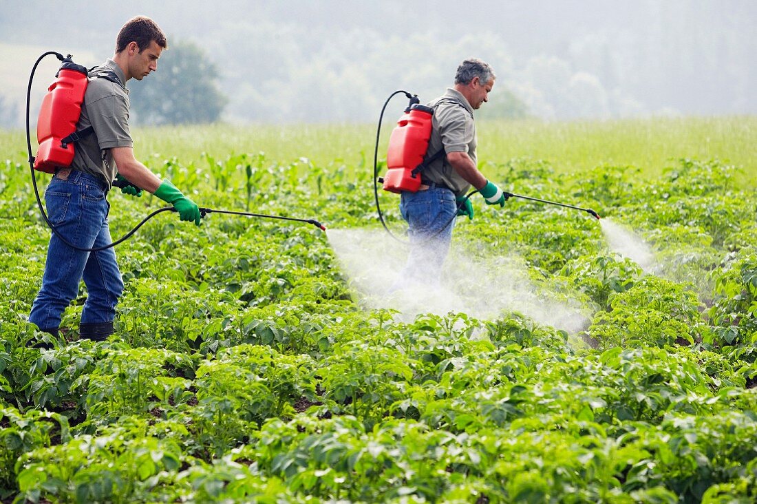 Farmers treating potato plants with sprayer (fertilizer, insecticide, pesticide), Gipuzkoa, Euskadi, Spain