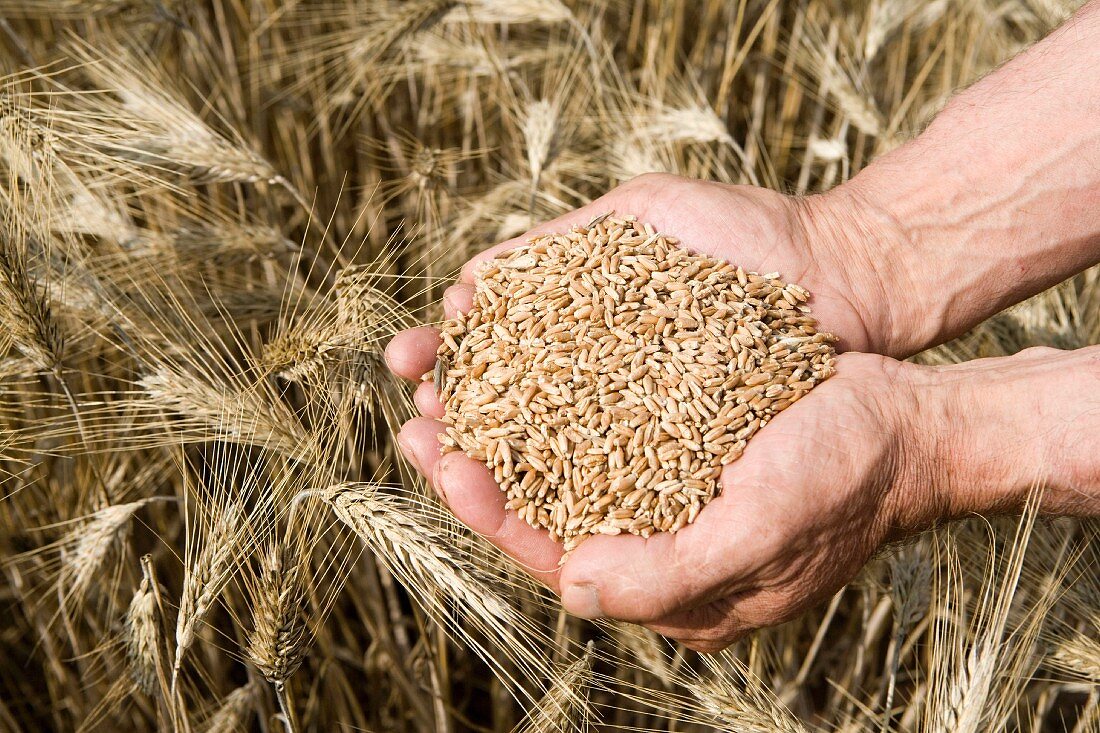 Wheat grains, Harvesting of cereals, 'Learza' estate, Near Estella, Navarre, Spain