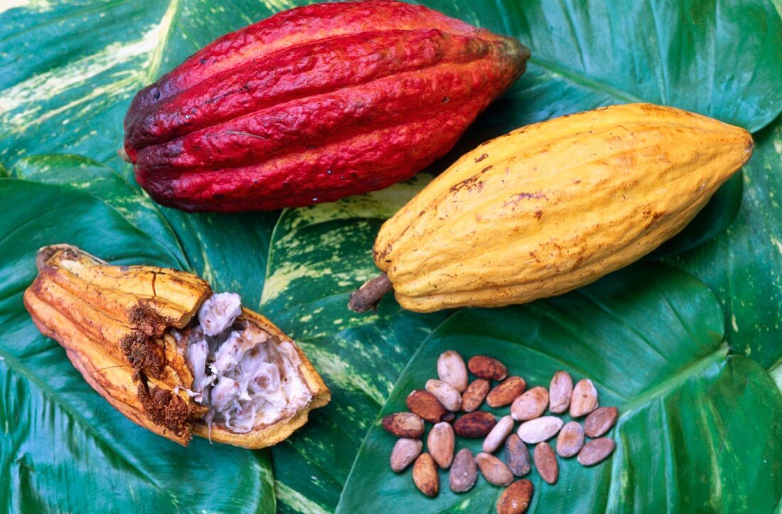 Kakaofrüchte und -bohnen