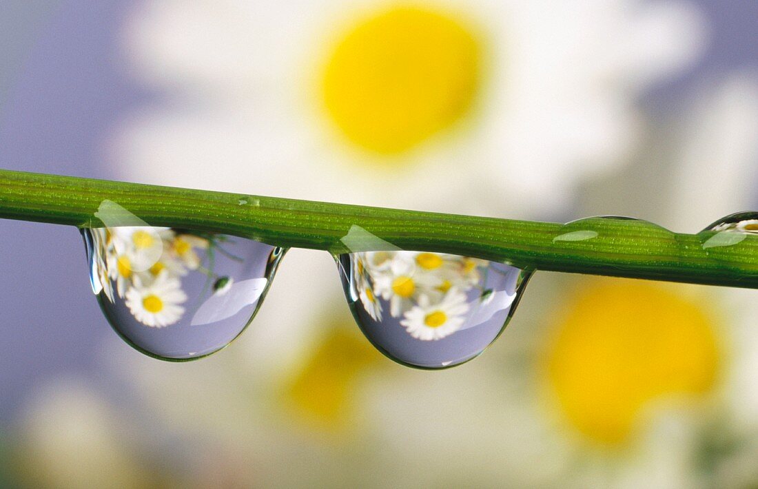 Wassertropfen an einem Blumenstiel