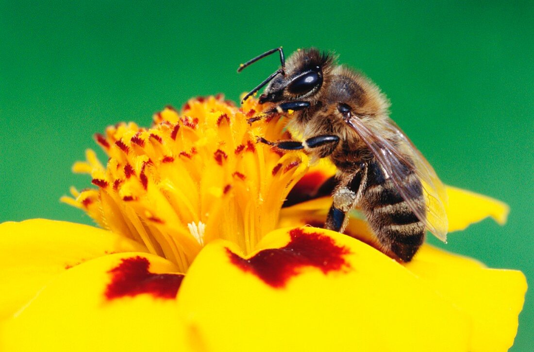 Bee on a flower