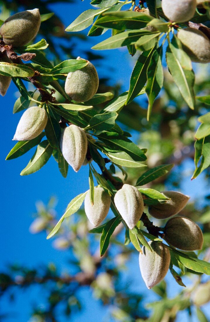 Almonds on a tree