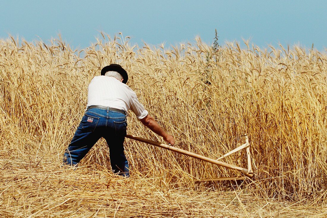 Man cutting wheat with a scythe, Los Realejos, Tenerife Island, Canary Islands, Spain