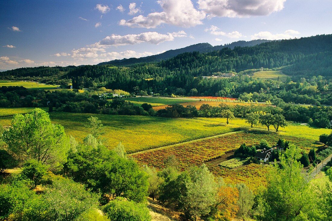 Napa Valley from Sterling Vineyards, Calistoga, Napa County, California, USA