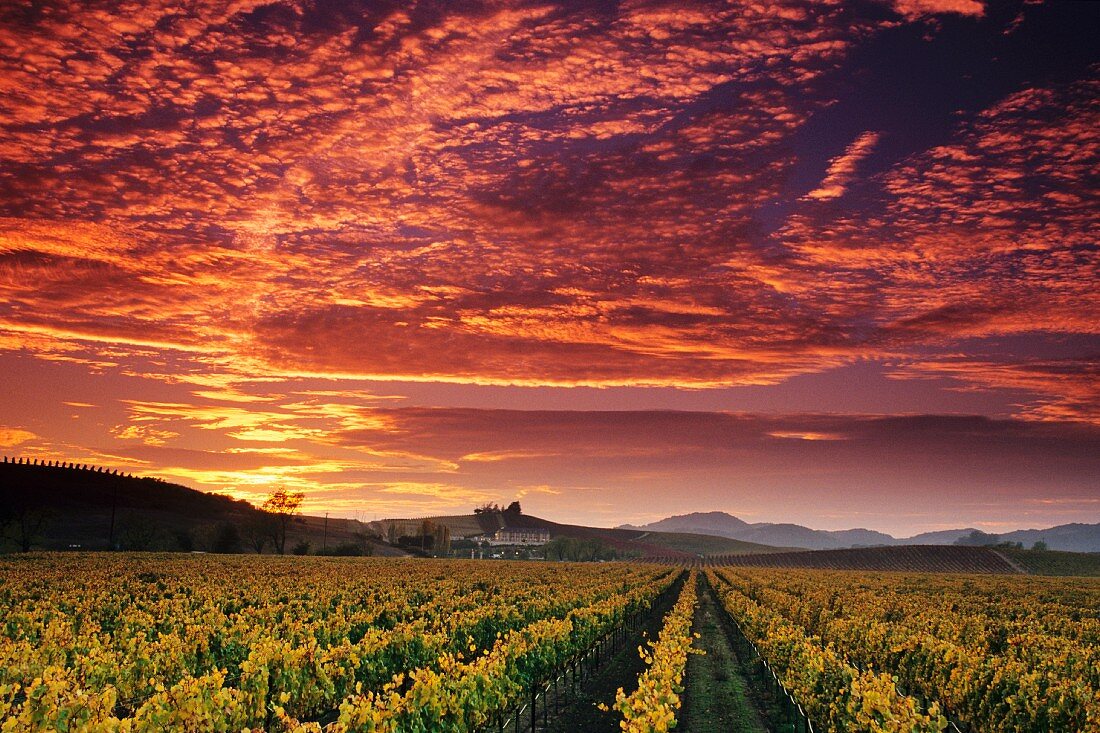 Vineyard, Carneros Region, Napa County, California, USA